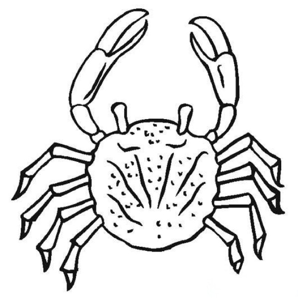 Simple drawing of marine animals: crab