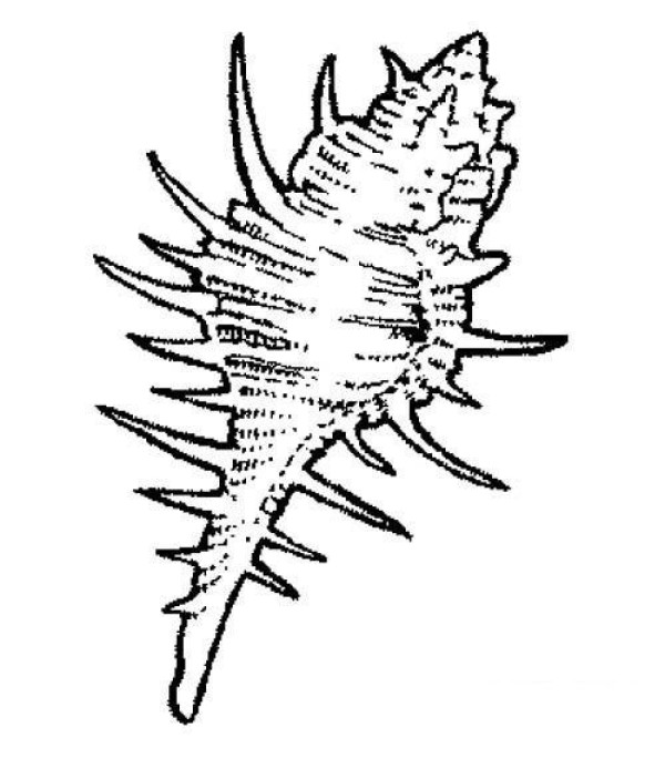 Childrens simple drawing picture of sharp-horned conch