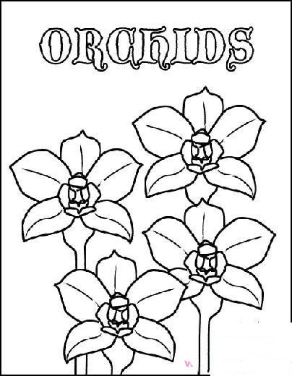 Childrens simple drawing: orchid