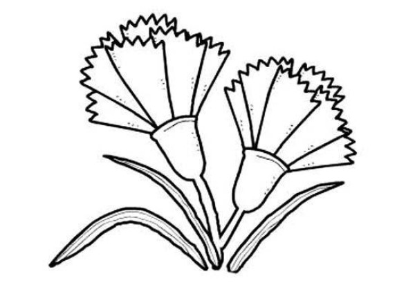 Simple drawing pictures of flowers: carnations