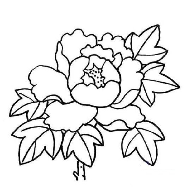 Simple drawing of peony flower