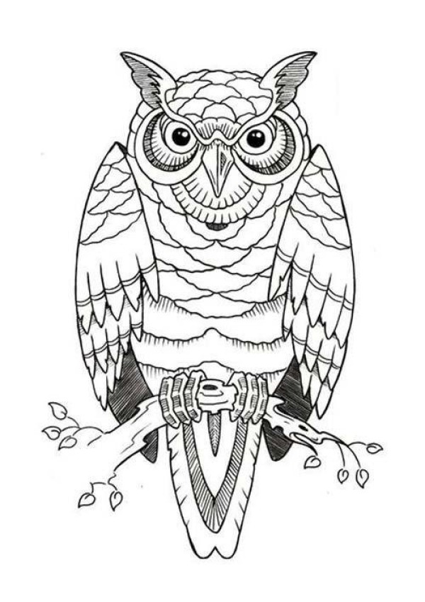 Complete collection of simple animal drawings: Owl