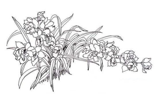 Plant simple drawing: orchid