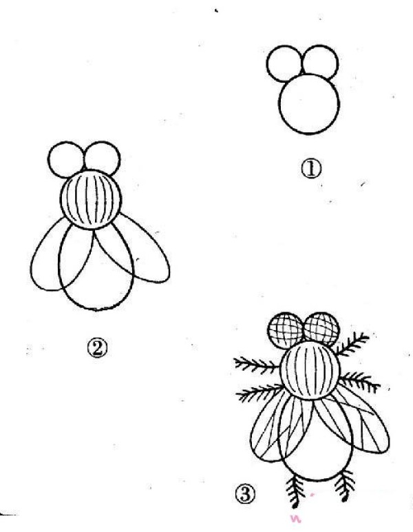 Small fly simple drawing tutorial: How to draw a fly