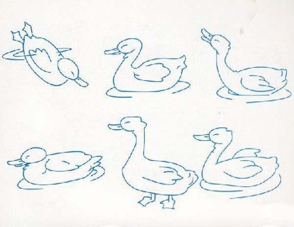 A complete collection of simple drawing pictures of ducks