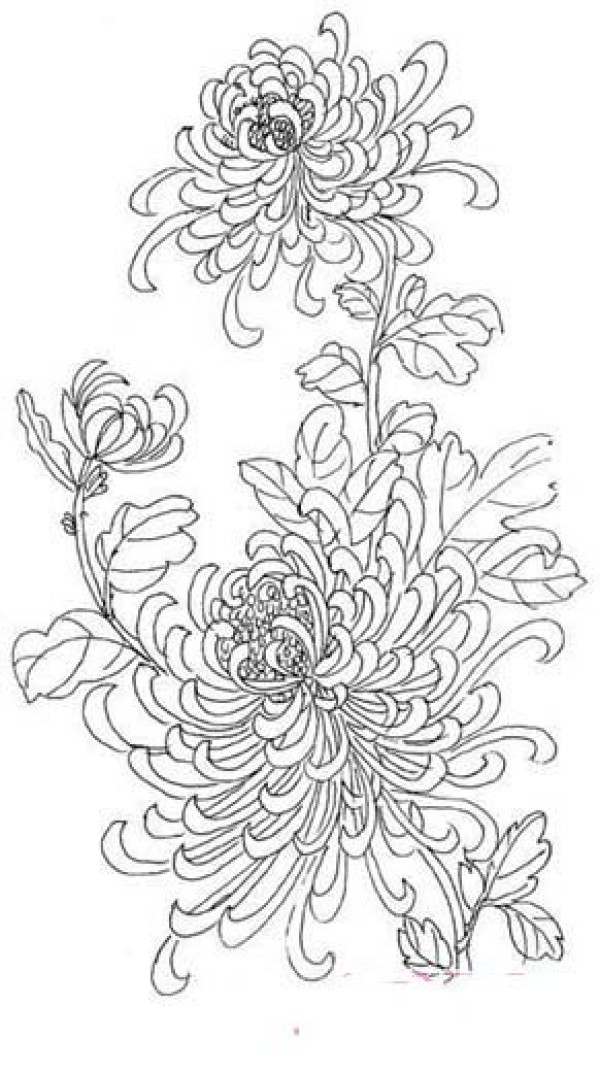 Beautiful chrysanthemum simple strokes picture collection