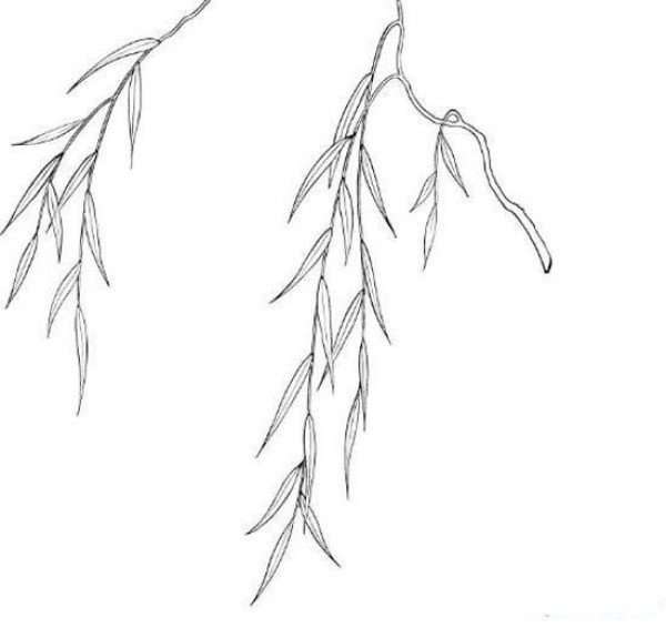 Willow tree branches simple drawing pictures