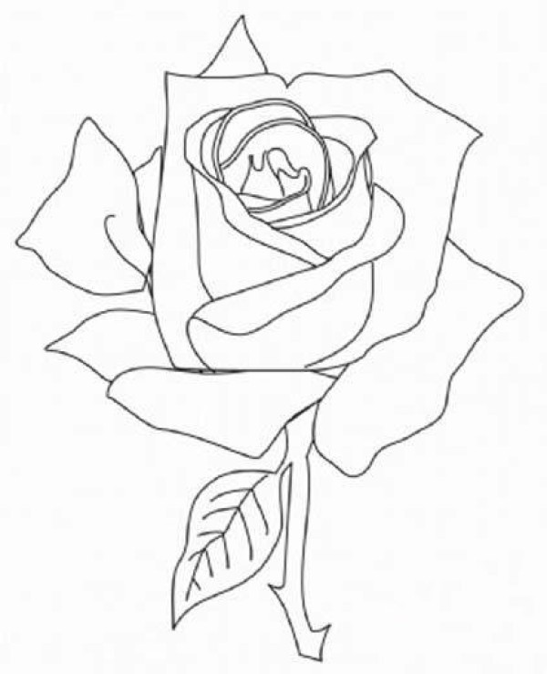 Simple picture of rose flower