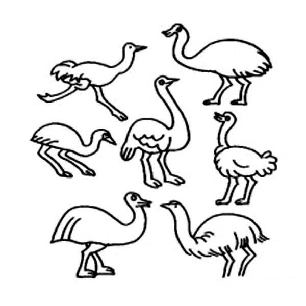 A complete collection of simple drawing pictures of ostriches in various forms