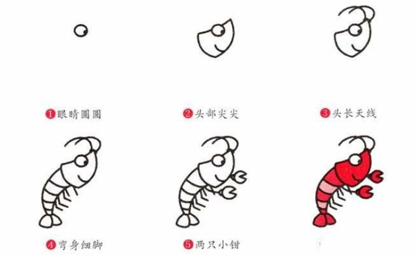 Steps to draw a shrimp in simple strokes: How to draw a shrimp