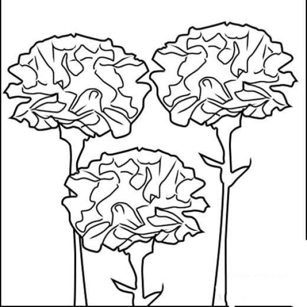 Carnation Bouquet Simple Drawing Picture