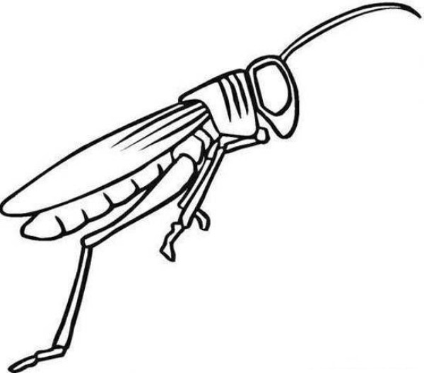 Childrens simple drawing picture of gray locust