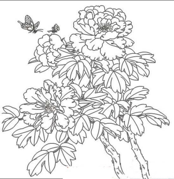 Simple drawing picture of peony flower with leaves