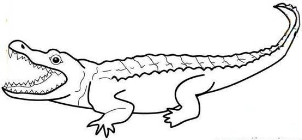 Simple drawing picture of crocodile with big mouth