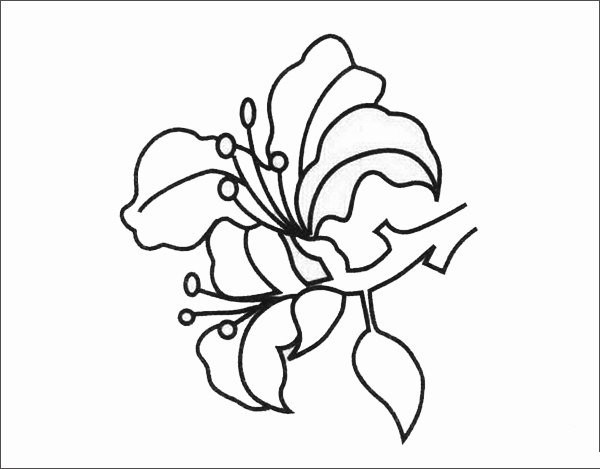 Bauhinia simple strokes