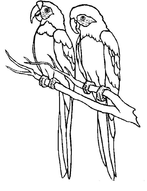 Simple drawing of a pair of parrots