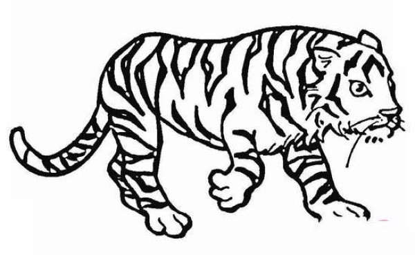 A complete collection of simple drawing pictures of domineering tigers