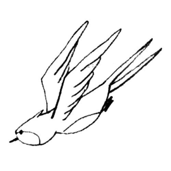 Simple drawing tutorial of swooping swallow