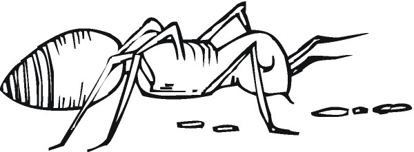 How to draw an ant