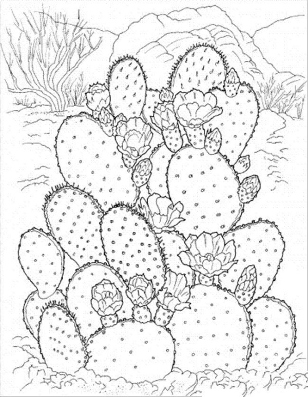 Complete collection of simple plant drawings Beautiful simple drawing pictures of cactus