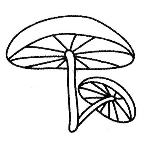 Simple drawings of various mushrooms