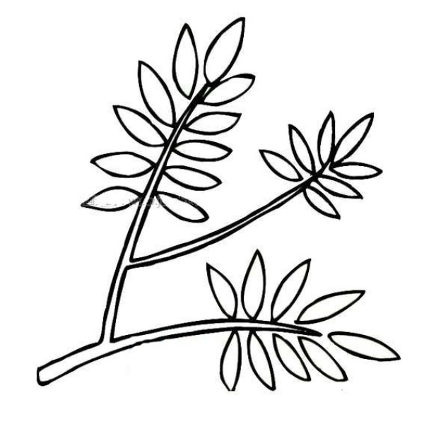 Simple drawing of beautiful locust tree leaves