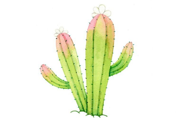 A group of tender pink cactus