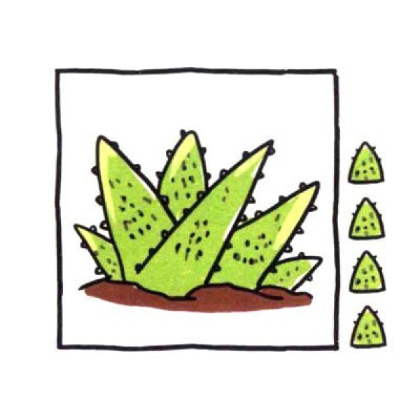 Draw cute simple drawings in four steps. Radiation protection expert Aloe Vera