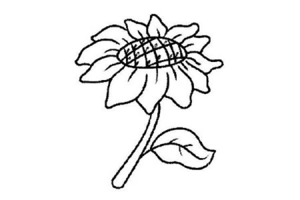 Childrens simple drawing sunflower cartoon picture