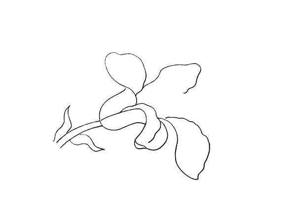 How to draw lilies