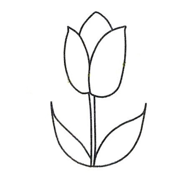 How to draw beautiful tulips in four steps