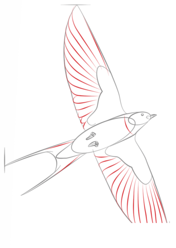 How to draw a swallow with simple strokes