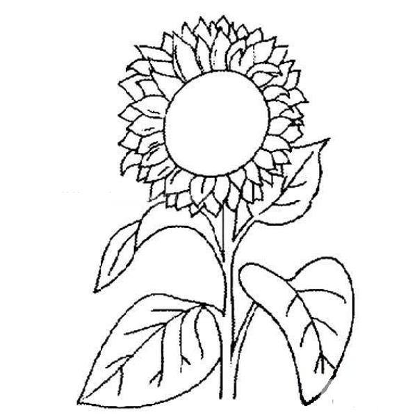 Hand drawn sunflower simple strokes