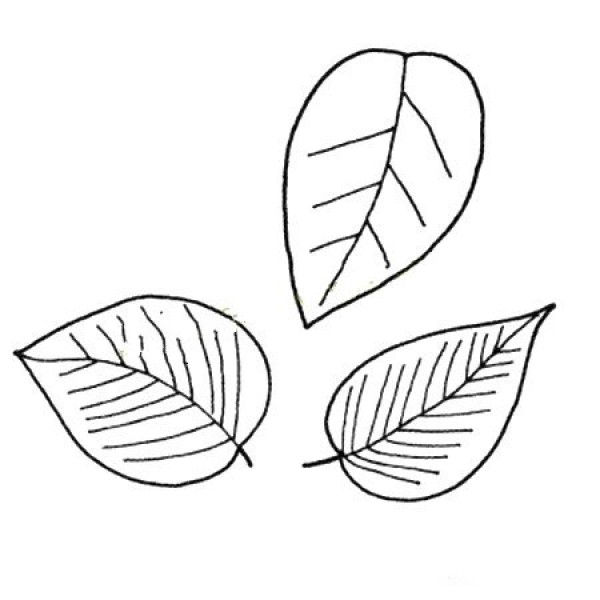 Simple plant sketches, simple sketches of leaves