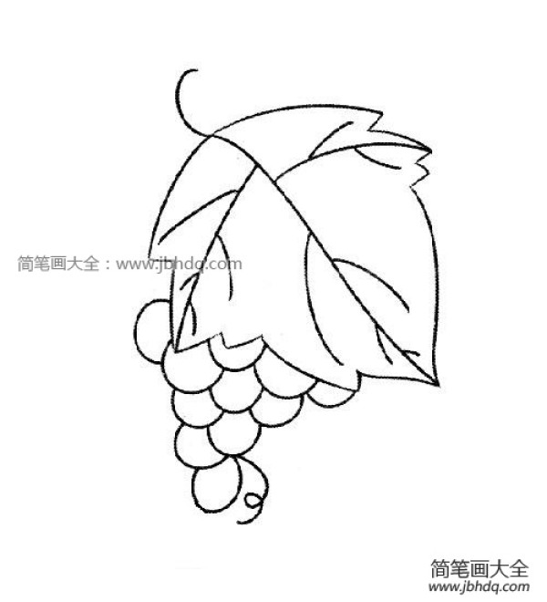 Simple drawing pictures of sweet and sour grape fruits