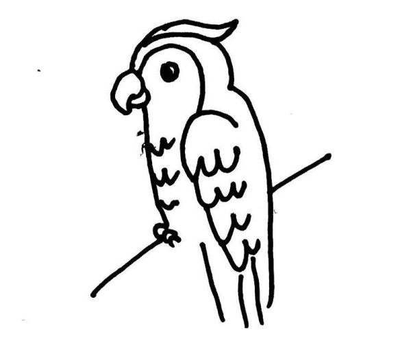 Simple drawing of parrot