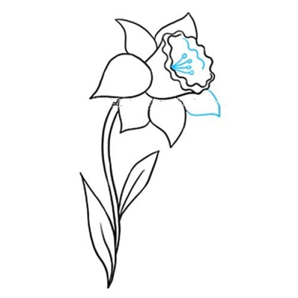 Simple drawing of narcissus that is easy to learn