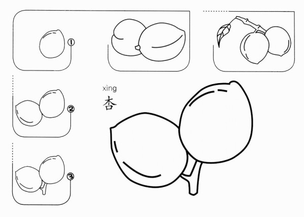 How to draw an apricot