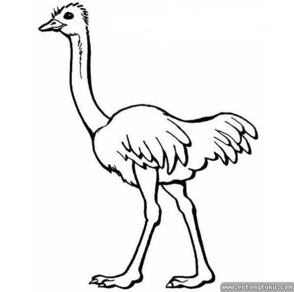 Cartoon ostrich simple drawing tutorial