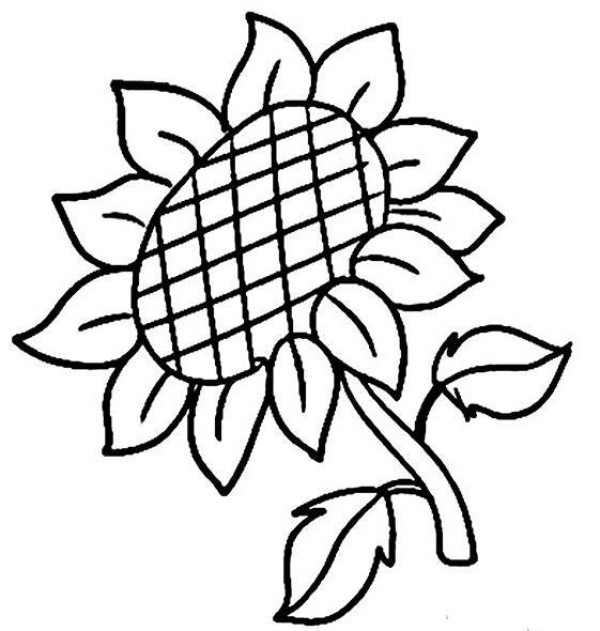 Childrens simple drawing sunflower cartoon picture