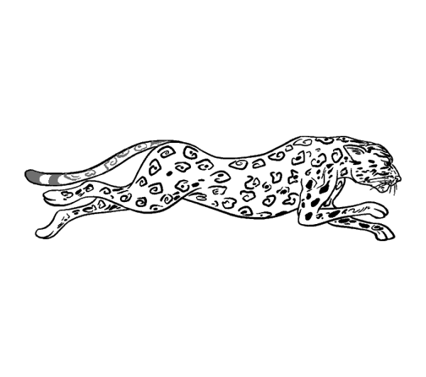 Cheetah simple drawing