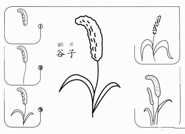 How to draw millet