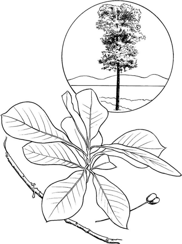 How to draw gum tree leaves