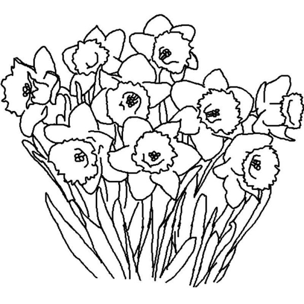 Complete collection of simple drawings of flowers, simple drawings of daffodils