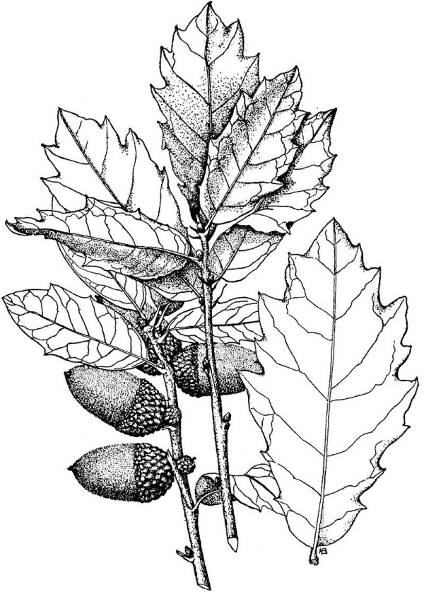 oak leaves and acorns