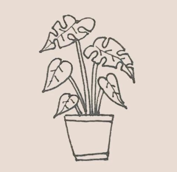 Simple drawing of Monstera deliciosa