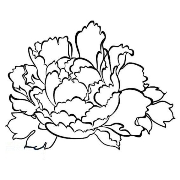 Childrens simple drawing of flowers peony