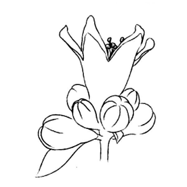 Simple drawing of flowers, simple drawing of pomegranate flower