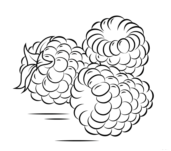 Simple drawing of delicious raspberries