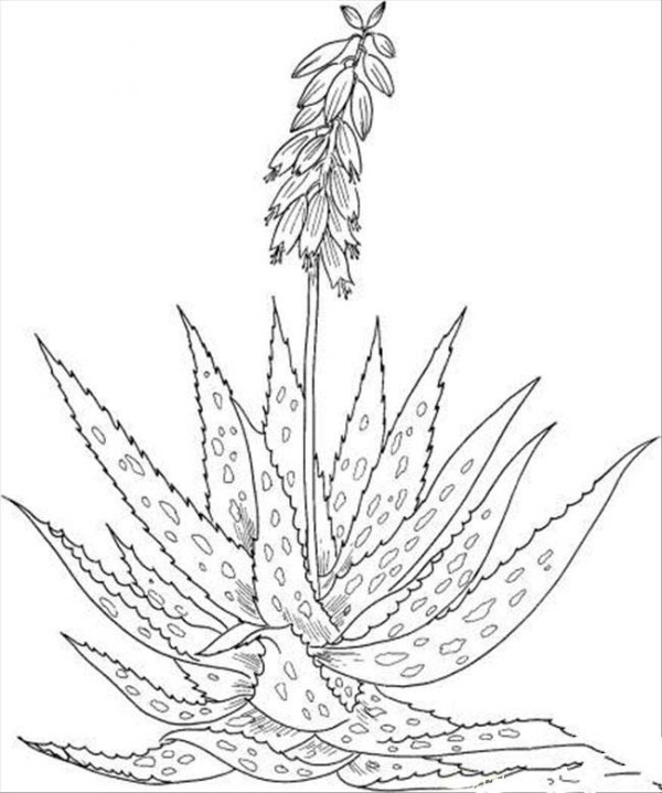 Complete collection of simple plant drawings, simple drawing pictures of aloe vera